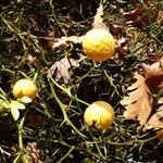 Citrus trifoliata Fruit