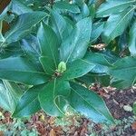 Magnolia grandiflora Folla