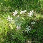 Ornithogalum umbellatumVirág