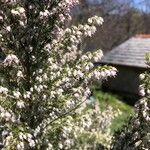 Erica arboreaBlüte