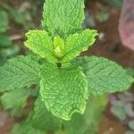 Mentha × rotundifoliaLeaf