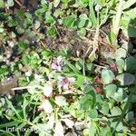 Lythrum rotundifolium Blüte