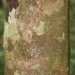 Lacistema grandifolium 樹皮