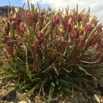 Dianthus glacialis Ffrwyth