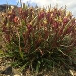 Dianthus glacialis Φρούτο