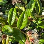 Cotoneaster dammeri List