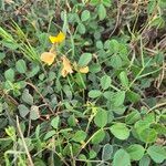 Rhynchosia minima Leaf