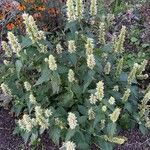 Agastache rugosa Kvet