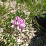 Coronilla variaFlors