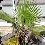 Washingtonia filiferaLeaf