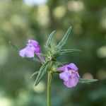 Galeopsis angustifoliaFlower