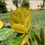 Ficus deltoidea Leaf