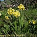 Primula luteola Habit