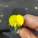 Arachis hypogaea Flower