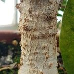 Solandra longiflora 树皮