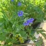 Erodium ciconiumLorea