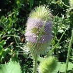 Dipsacus fullonumFlower