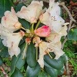 Rhododendron aureum Цвят