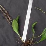 Stelis superbiens Otro