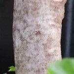 Fraxinus griffithii ᱪᱷᱟᱹᱞᱤ