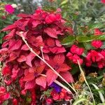 Amaranthus tricolorFlower