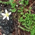 Saxifraga bryoides Plante entière