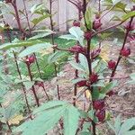 Hibiscus sabdariffa Blodyn