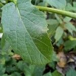 Sinapis arvensis Likasa