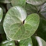 Asarum europaeum 葉