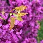 Cercis chinensis Folha