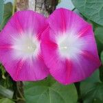 Ipomoea purpurea Flor