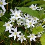 Ornithogalum divergensBlomst