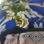 Mikania scandens Blüte