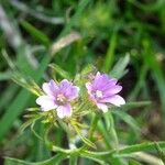 Geranium dissectumFlower