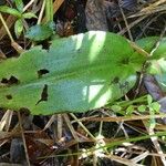 Habenaria citrata Leaf