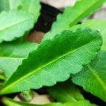 Wulfenia baldaccii Hostoa