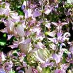 Salvia sclarea Blüte
