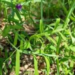 Lathyrus hirsutus Leaf