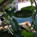 Stephanotis floribunda 叶