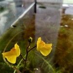 Utricularia vulgaris Květ