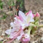 Rhododendron canescens Flower