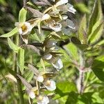 Epipactis palustris Flor