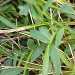 Genista sagittalis Hoja