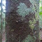 Abarema mataybifolia बार्क (छाल)