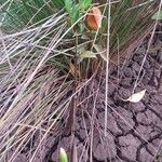 Bruguiera gymnorhiza Fruto