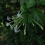 Posoqueria latifolia Virág