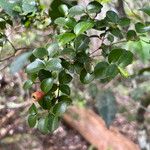 Syzygium deplanchei Hoja