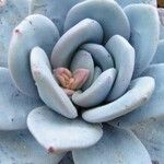 Echeveria laui ഇല