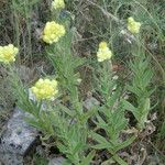 Helichrysum plicatum Habit