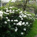 Rhododendron decorum Hábito